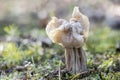 The White Saddle Helvella crispa is an edible mushroom Royalty Free Stock Photo