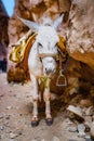 White saddled donkey Royalty Free Stock Photo
