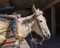 White, saddled donkey standing after transporting the guests luggage from Kasbah Du Toubkal down to the Imlil Village in Morocco. Royalty Free Stock Photo