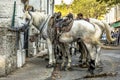 White saddled horses waiting crop Royalty Free Stock Photo