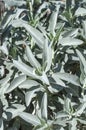 White sage Royalty Free Stock Photo