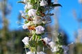 White Sage flower Royalty Free Stock Photo