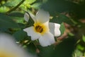 White Sage Rose with Details. Royalty Free Stock Photo