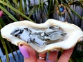 White sage in shell in garden with dreamcather magic spell tarot incense