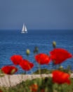 A white sailboat sails into the sea. The red poppies