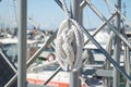 White sailor ropes Royalty Free Stock Photo
