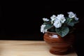 White saintpaulia in a brown pot on a wooden table on a dark background Royalty Free Stock Photo