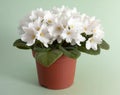 White saintpaulia in pot Royalty Free Stock Photo