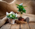 White Saintpaulias flowers and coffee plant tree Royalty Free Stock Photo