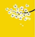 White sakura blossom branch on sunny yellow background.