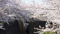 white sakura blossom at bridge along Yamazaki River, Nagoya Royalty Free Stock Photo