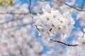 White Sakura blossom in Japan