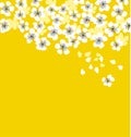 White sakura blossom on sunny yellow background.