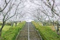 white sakura blossom tunnel stair at Izumi Shikibu Park, Kashima