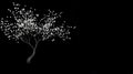 White sakura branches flourish with blossoms, creating a striking contrast against a dark backdrop, emphasizing their beauty and Royalty Free Stock Photo
