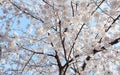 White sakura cherry blossoms branch on soft blue sky background,sun shine to sakura tree turn white color full bloom in spring sea Royalty Free Stock Photo