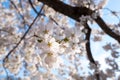 White sakura cherry blossoms branch on soft blue sky background,sun shine to sakura tree turn white color full bloom in spring sea Royalty Free Stock Photo