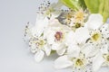White Sakura Cherry Blossoms on Stem Royalty Free Stock Photo