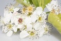 White Sakura Cherry Blossoms on Stem Royalty Free Stock Photo