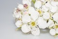 White Sakura Cherry Blossoms on Stem Royalty Free Stock Photo