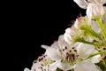 White Sakura Cherry Blossoms on Stem Royalty Free Stock Photo