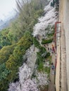 White sakura flower in Wuhan University