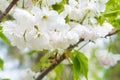 White sakura flowers on a spring cherry tree Royalty Free Stock Photo