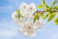 White sakura flowers on a spring cherry tree Royalty Free Stock Photo