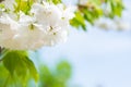 White sakura flowers on a spring cherry tree Royalty Free Stock Photo