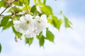 White sakura flowers on a spring cherry tree Royalty Free Stock Photo