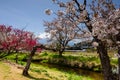 white sakura with mount Fuji, Yamanashi Royalty Free Stock Photo