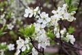 white sakura plant blooming season apple macro japan flora