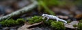 a white salamander in a lush, mossy forest under soft, natural light, panorama, banner with copy space for text Royalty Free Stock Photo