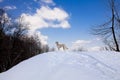 White saluki