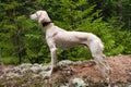 White saluki