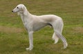 White Saluki or gazelle hound