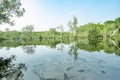 White samet or cajuput trees in wetlands forest with reflections in water. Greenery botanic garden. Freshwater wetland. Beauty in