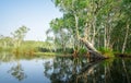 White samet or cajuput trees in wetlands forest with reflections in water. Greenery botanic garden. Freshwater wetland. Beauty in