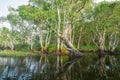 White samet or cajuput trees in wetlands forest with reflections in water. Greenery botanic garden. Freshwater wetland. Beauty in