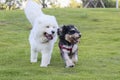 A white samoyed and a black schnauzer on the grass Royalty Free Stock Photo
