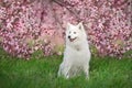 White Samoyed dog in blossoming tree