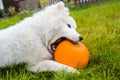 White Samoyed dog is eating halloween pumpkin.