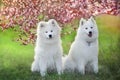 White Samoyed dogs in flowers