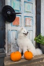 White funny Samoyed dog with halloween pumpkins.
