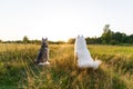 White samoyed dog and husky dog on a green meadow on evening. Back view