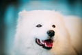 White Samoyed Dog Puppy Whelp Close Up Royalty Free Stock Photo