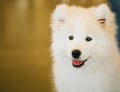 White Samoyed Dog Puppy Whelp Close Up Royalty Free Stock Photo