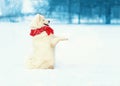 White Samoyed dog in red scarf stands on hind legs at snow in winter day, copy space background
