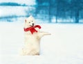 White Samoyed dog in red scarf stands on hind legs at snow in winter day, empty copy space background