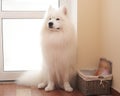 A white Samoyed dog sitting near the door waiting for the owner